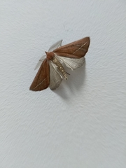 Compsoptera opacaria