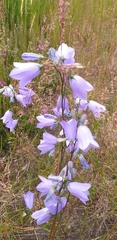Campanula rotundifolia