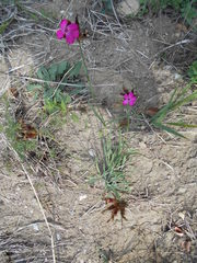 Dianthus balbisii