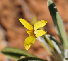 Goodenia robusta