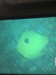 Chaetodon interruptus