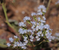 Limonium lobatum