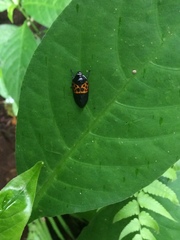 Cosmoscarta semimaculata