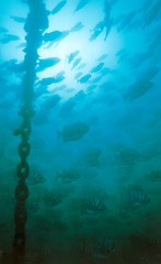 Selenotoca multifasciata