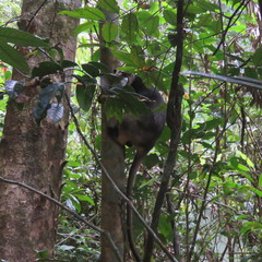 Dendrolagus lumholtzi