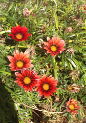 Gazania