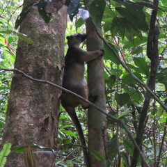 Dendrolagus lumholtzi