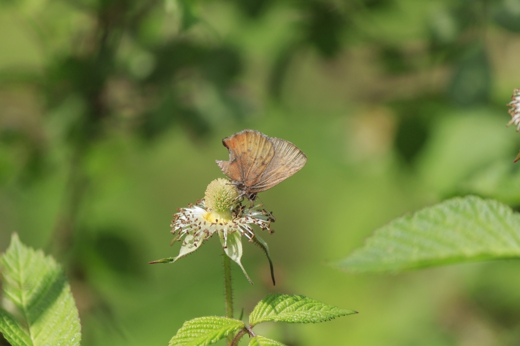 Ahlbergia nicevillei