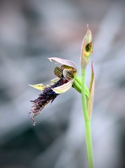 Calochilus uliginosus