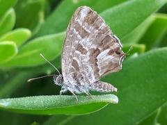 Cacyreus marshalli