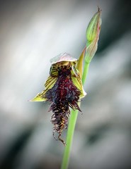 Calochilus uliginosus