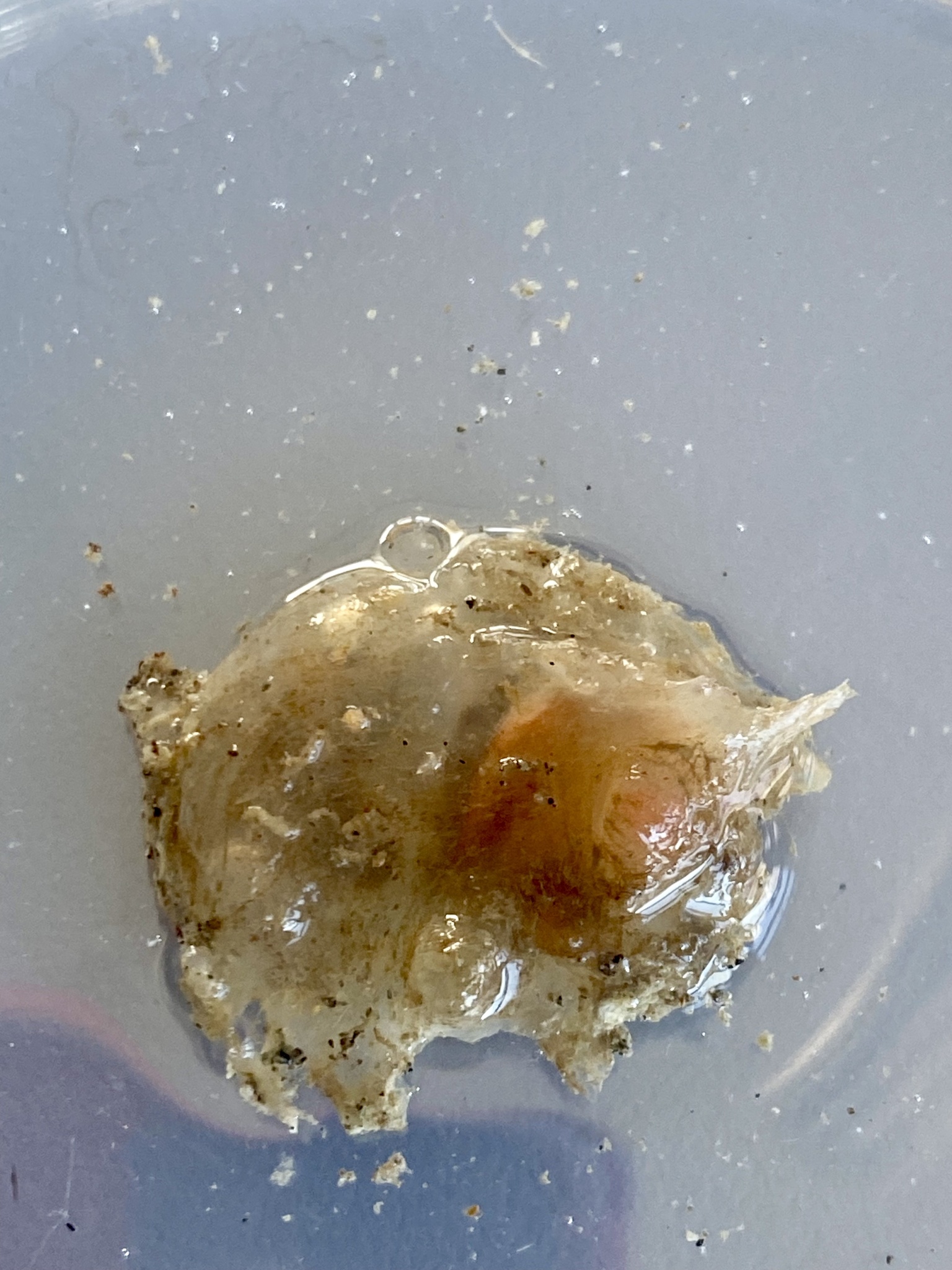 Corella eumyota Traustedt, 1882