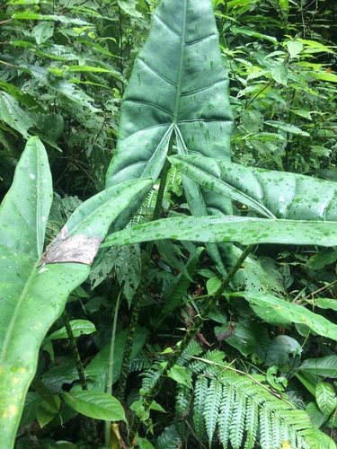 Alocasia zebrina  iNaturalist
