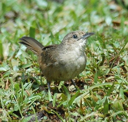 Plain Thornbird (Phacellodomus inornatus), photo 7