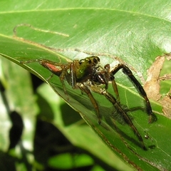 Colopsus