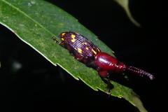 Arrhenodini