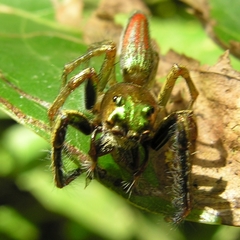 Colopsus