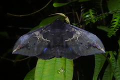 Ischyja ferrifracta