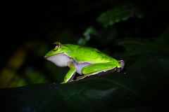 Zhangixalus prasinatus