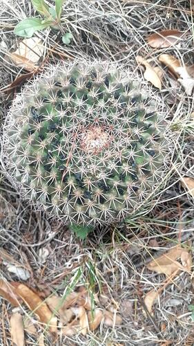 Mammillaria wagneriana