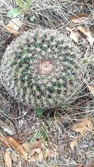 Mammillaria wagneriana