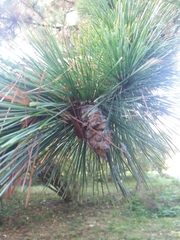 Pinus peuce