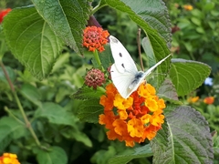 Pieris rapae