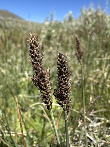 idaho sedge (Carex idahoa)