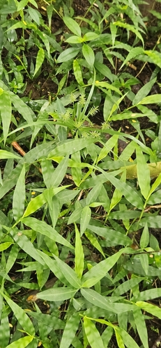 Oplismenus hirtellus observed 2025-07-21