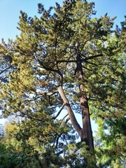 Pinus peuce