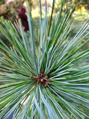 Pinus peuce