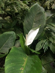 Spathiphyllum wallisii