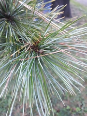 Pinus peuce