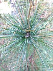 Pinus peuce