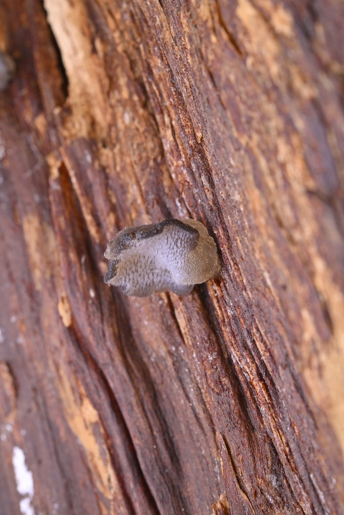 Pseudohydnum totarae · June 2025 · photo: © invertebratist (iNaturalist, cc-by-nc)