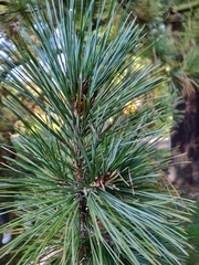 Pinus peuce
