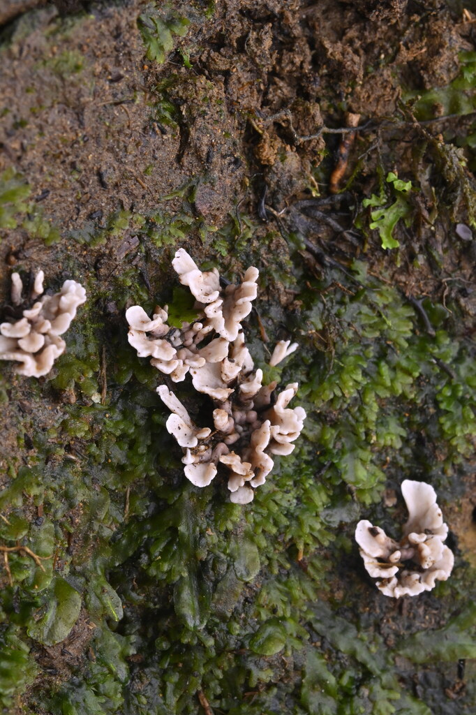 Stereopsis hiscens · June 2025 · photo: © invertebratist (iNaturalist, cc-by-nc)