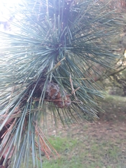 Pinus peuce