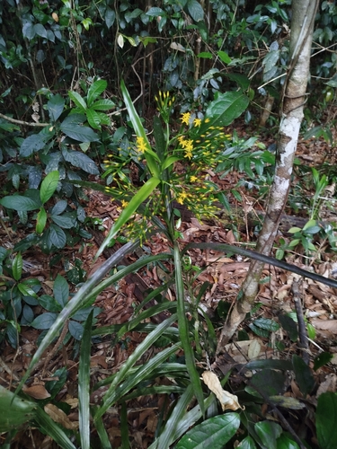 Yellow Grass Orchid (Apostasia wallichii)