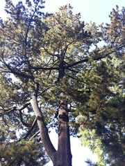 Pinus peuce