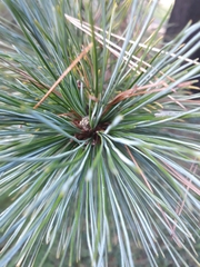 Pinus peuce
