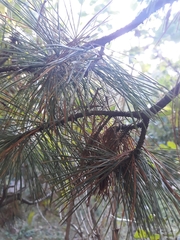 Pinus peuce