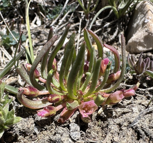 glandular lewisia (Lewisia glandulosa)