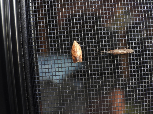 Four-lined Leafroller Moth photo 2
