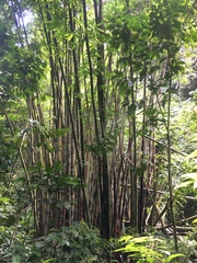 Bambusa oldhamii