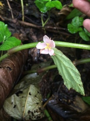 Begoniaceae