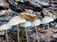 Arion fasciatus