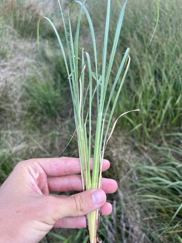Savanna Bluestem (Anatherum hirsutius)
