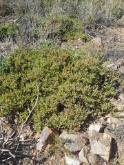 Ruschia lineolata