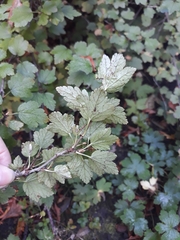 Ribes fasciculatum